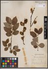 Foto von Salix caprea L.